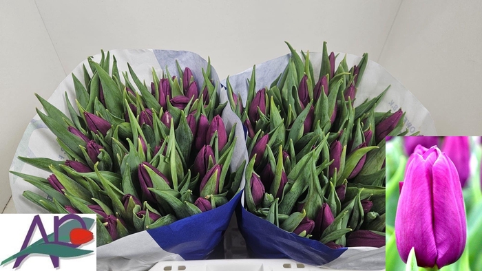 <h4>TU EN PURPLE PRINCE</h4>