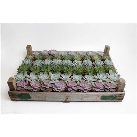 <h4>Echeveria Gemengd In Gazenbak</h4>