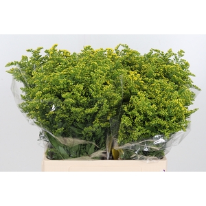 Solidago Carzan Glor