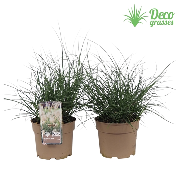 <h4>Miscanthus sinensis 'Adagio'</h4>