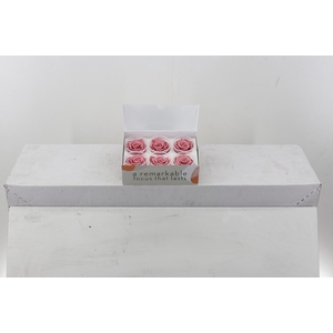 Rosa Preserved Dusty Pink