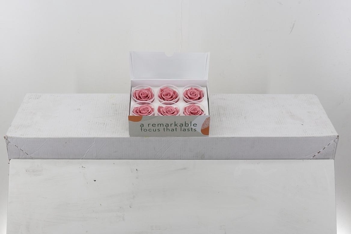 <h4>Rosa Preserved Dusty Pink</h4>