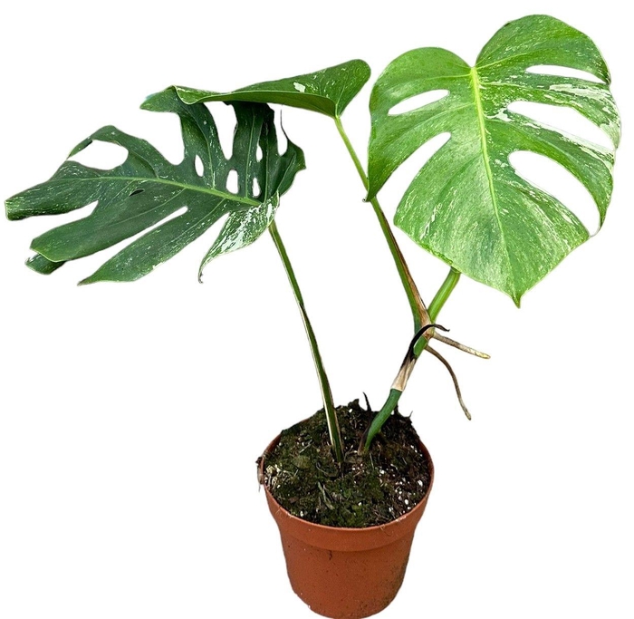 <h4>Monstera Deliciosa Variegata</h4>