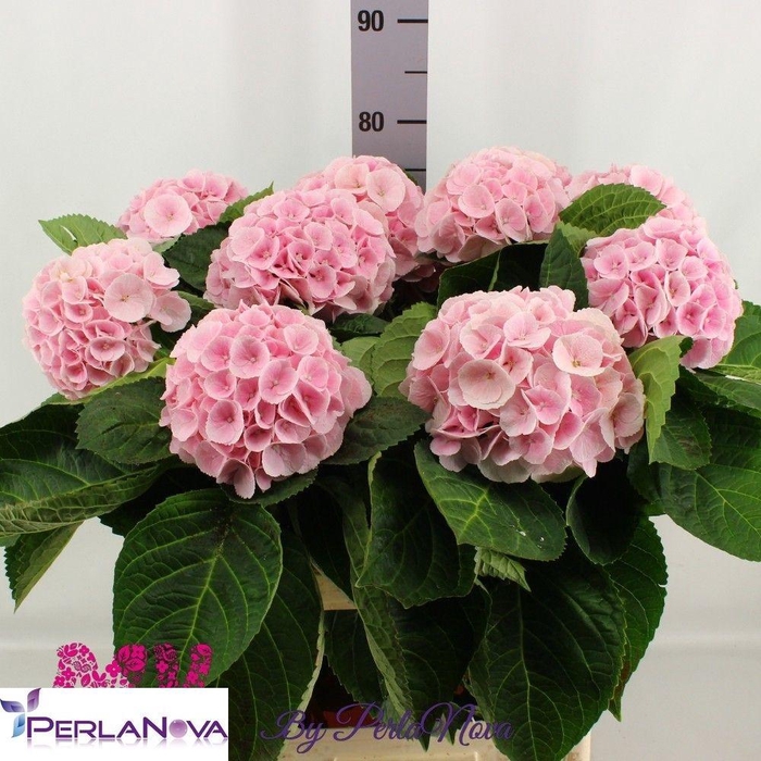 <h4>HYDR M MY MATCHA</h4>