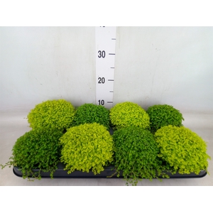 Soleirolia soleirolii   ...mix 2