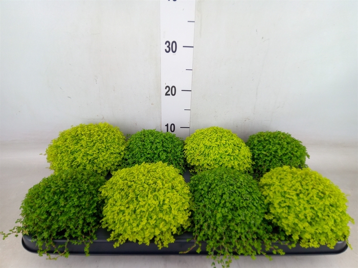 <h4>Soleirolia soleirolii   ...mix 2</h4>