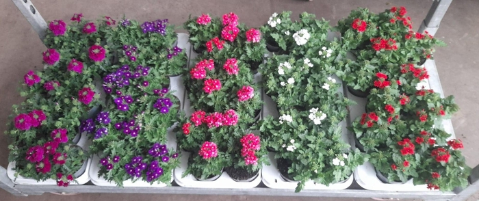 <h4>Verbena mixlaag</h4>