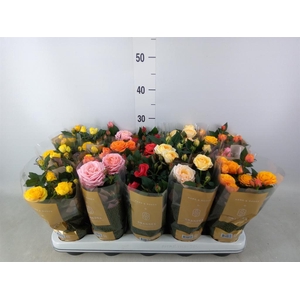 Rosa  'Kordana Grande'   ...mix