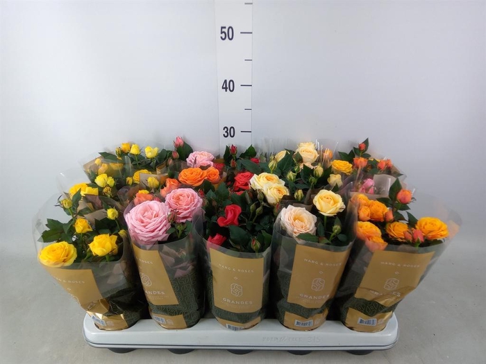 <h4>Rosa  'Kordana Grande'   ...mix</h4>