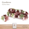Hypoestes Ph Gemengd trio