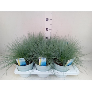 Festuca glauca 'Intens Blue'