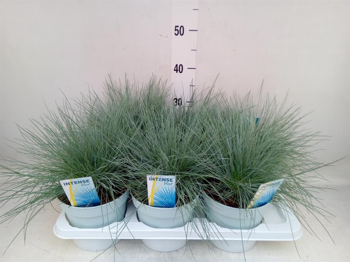 <h4>Festuca glauca 'Intens Blue'</h4>