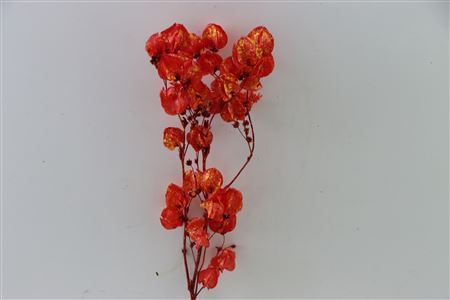 Dried Artz Bougainvillea Picasso Bunch Slv