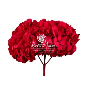 Hydrangea Xl Red02