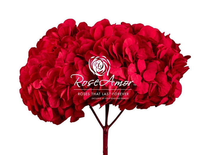 <h4>Hydrangea Xl Red02</h4>