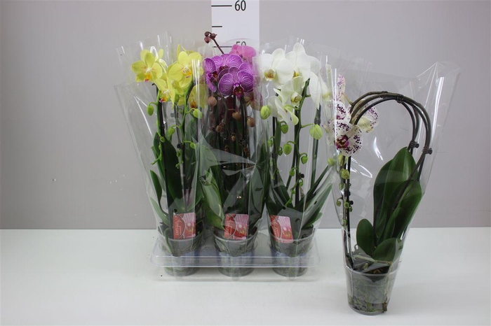 <h4>Phal Cascade Mix 2 Tak</h4>