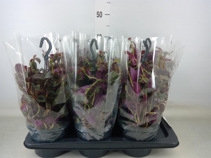 <h4>Tradescantia   ...</h4>