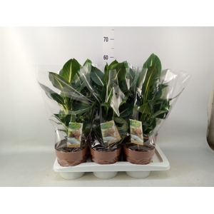 Dieffenbachia  'Green Magic'