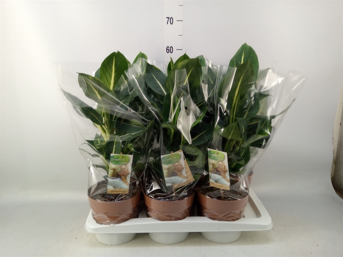 <h4>Dieffenbachia  'Green Magic'</h4>