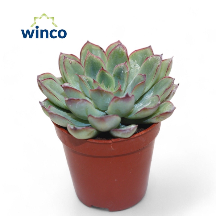 <h4>Echeveria Rondo</h4>