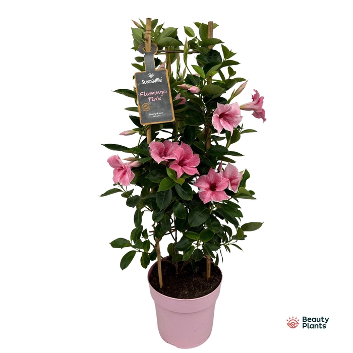 <h4>Mandevilla Sundaville Flamingo Pink in toren (Dipladenia)</h4>