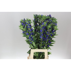 Gentiana Bluebells