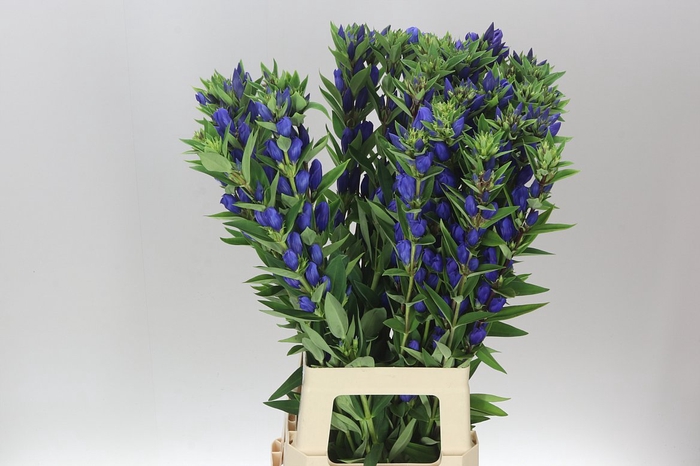 <h4>Gentiana Bluebells</h4>