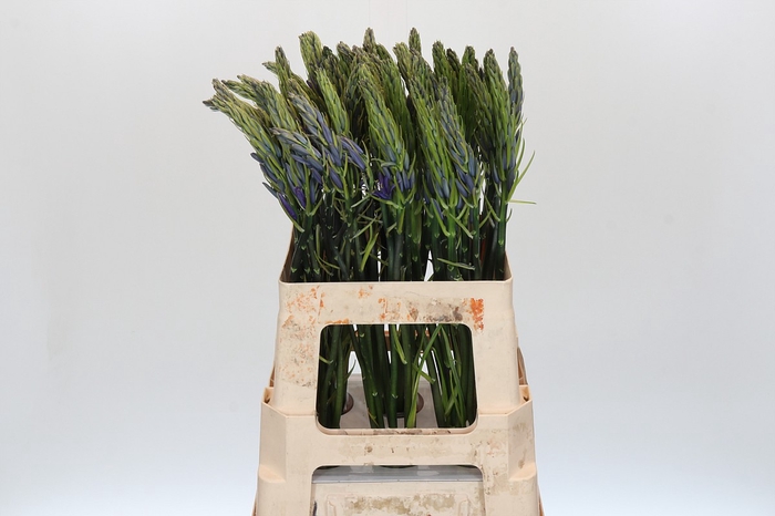 <h4>Camassia Leichtlinii Caerulea</h4>