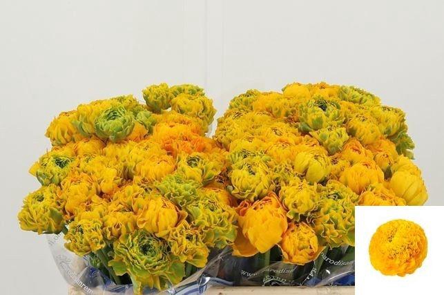 <h4>RAN PON PON LUNA</h4>