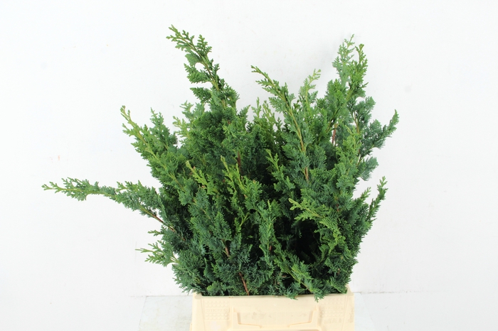 <h4>CONIFEER WISSELII PER BUNCH</h4>