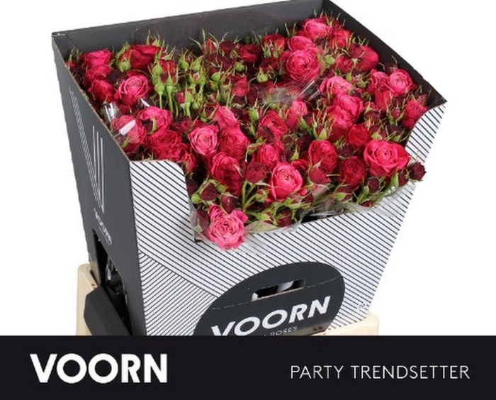 <h4>R Tr Party Trendsetter Voorn</h4>