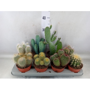 Cactus   ...mix