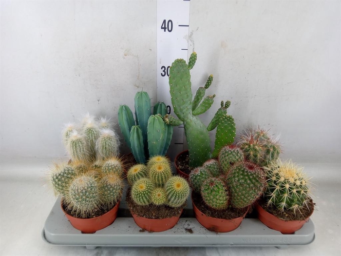 <h4>Cactus   ...mix</h4>