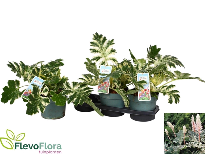 <h4>Acanthus mollis</h4>