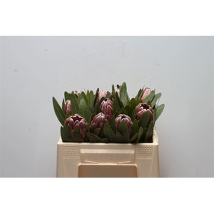 PROTEA PINK ICE