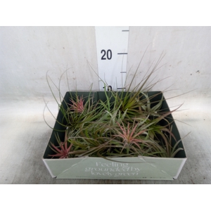 Tillandsia
