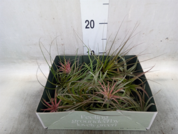 <h4>Tillandsia</h4>