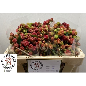 RUBUS FR CHESTER