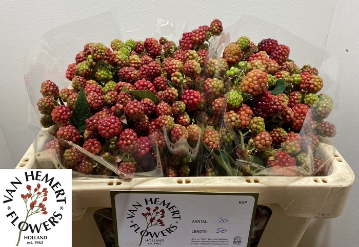 <h4>RUBUS FR CHESTER</h4>