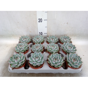 Echeveria   ...