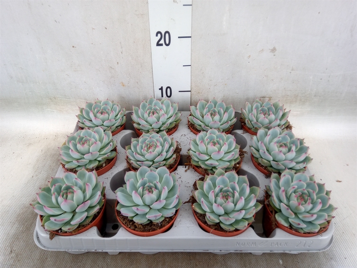 <h4>Echeveria   ...</h4>