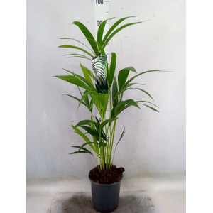 Howea forsteriana