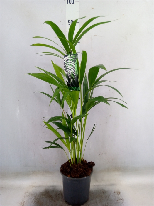 <h4>Howea forsteriana</h4>