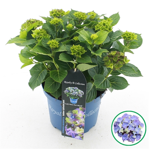 <h4>Hydrangea macr. Royalty® 'Lady Mata Hari'® Blauw C5 (23cm.) Kn.</h4>