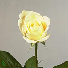 <h4>R Gr Athena</h4>