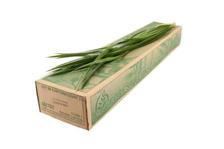 <h4>/TYPHA 90 FOREST FERNS</h4>