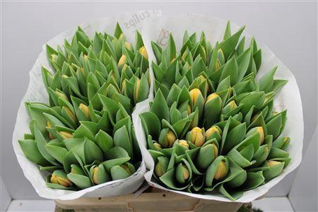 <h4>Tu En Marit</h4>