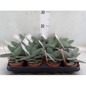 Crassula  'Boomerang'