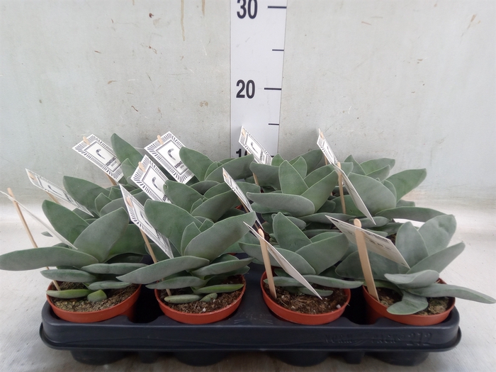 <h4>Crassula  'Boomerang'</h4>