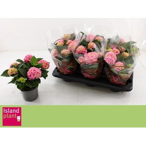 HYDR M ANKONG ROSA